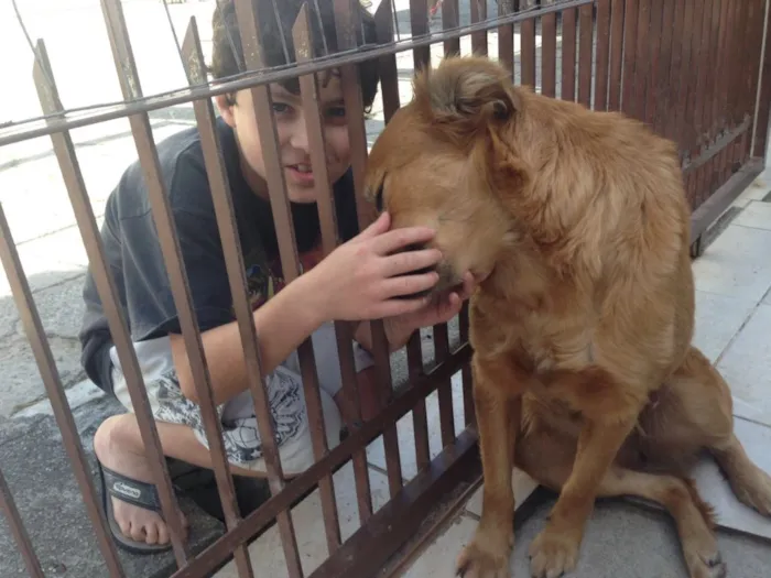 Cachorro ra a Sem raça definida  idade 2 anos nome Marcelina e Filomena