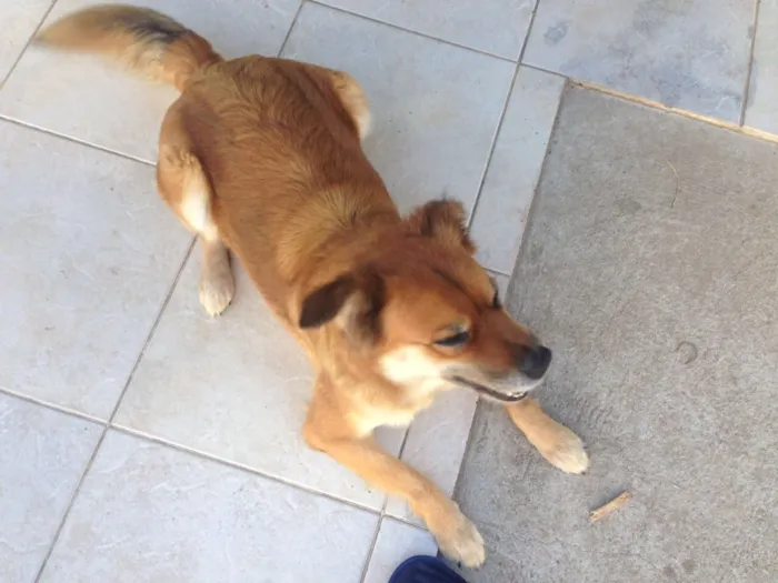 Cachorro ra a Sem raça definida  idade 2 anos nome Marcelina e Filomena