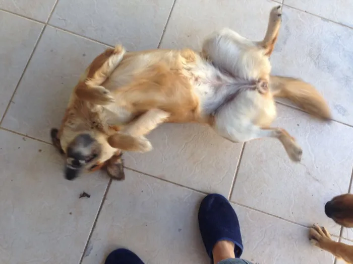 Cachorro ra a Sem raça definida  idade 2 anos nome Marcelina e Filomena
