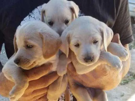 Cachorro ra a Mestiço Fox idade Abaixo de 2 meses nome Sem nome