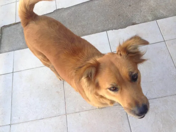 Cachorro ra a Sem raça definida  idade 2 anos nome Marcelina e Filomena