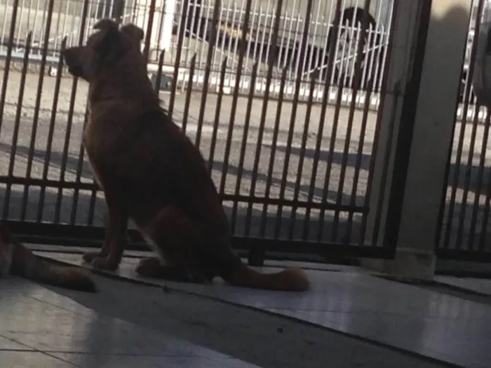 Cachorro ra a Sem raça definida  idade 2 anos nome Marcelina e Filomena