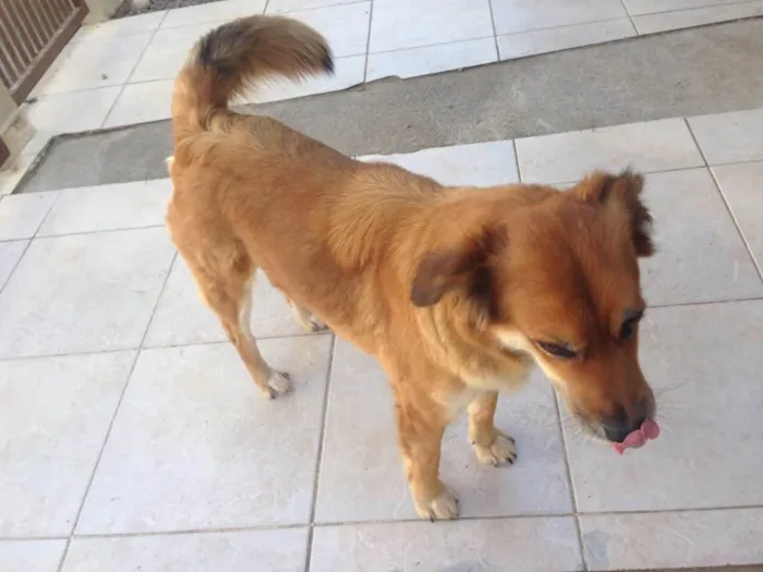 Cachorro ra a Sem raça definida  idade 2 anos nome Marcelina e Filomena
