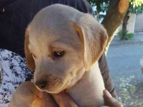 Cachorro ra a Mestiço Fox idade Abaixo de 2 meses nome Sem nome