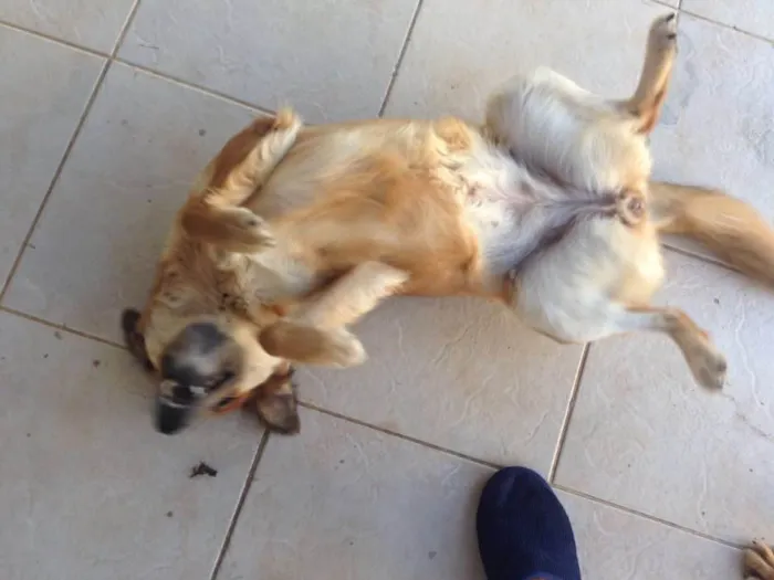 Cachorro ra a Sem raça definida  idade 2 anos nome Marcelina e Filomena