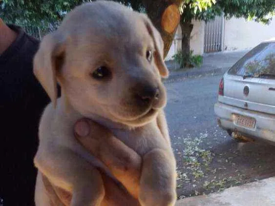 Cachorro ra a Mestiço Fox idade Abaixo de 2 meses nome Sem nome