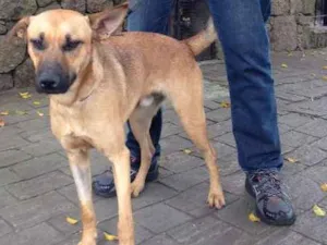Cachorro raça SRD idade 2 anos nome Marrone