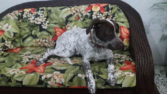 Cachorro ra a Perdigueiro  idade 7 a 11 meses nome Cacau