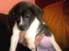 Cachorro raça Labrador/viralata  idade Abaixo de 2 meses nome sem nome