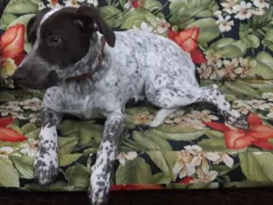 Cachorro raça Perdigueiro  idade 7 a 11 meses nome Cacau