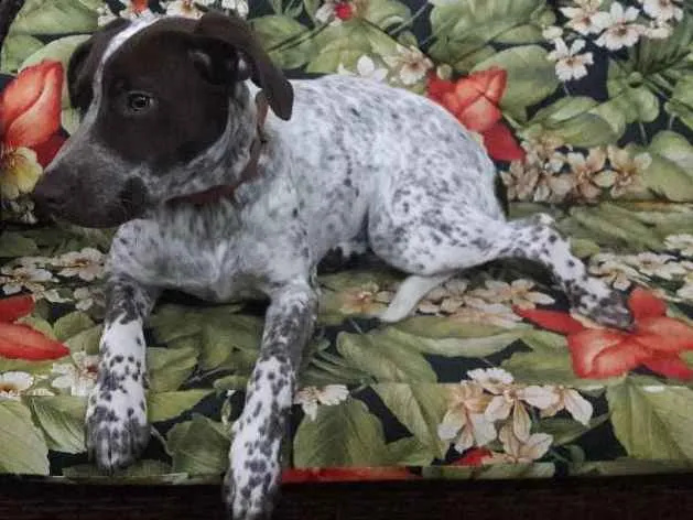 Cachorro ra a Perdigueiro  idade 7 a 11 meses nome Cacau