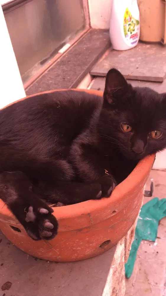 Gato ra a SRD idade 2 a 6 meses nome Costelinha