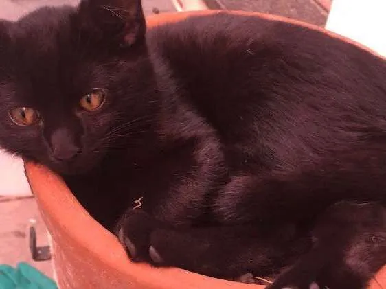 Gato ra a SRD idade 2 a 6 meses nome Costelinha
