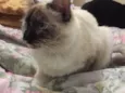 Lilly