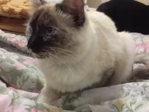 Gato raça SRD idade 7 a 11 meses nome Lilly