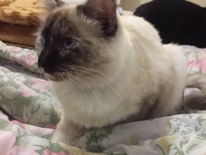 Gato ra a SRD idade 7 a 11 meses nome Lilly