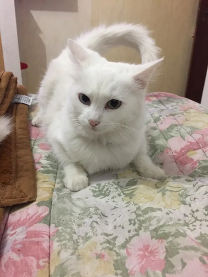 Gato ra a SRD idade 7 a 11 meses nome Mary