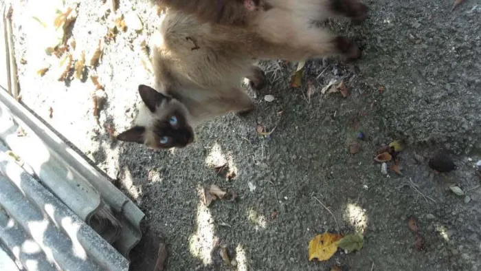 Gato ra a Sem raça idade 2 a 6 meses nome Sem nome