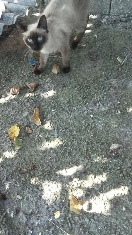 Gato ra a Sem raça idade 2 a 6 meses nome Sem nome