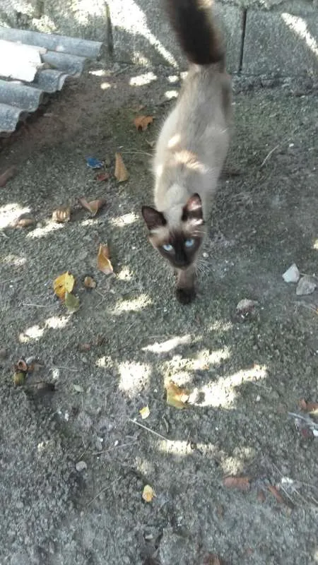Gato ra a Sem raça idade 2 a 6 meses nome Sem nome