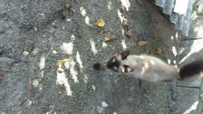 Gato ra a Sem raça idade 2 a 6 meses nome Sem nome