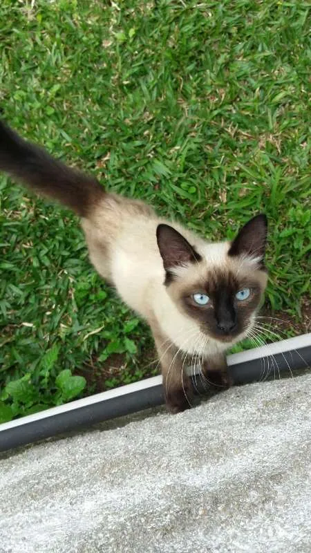Gato ra a Sem raça idade 2 a 6 meses nome Sem nome