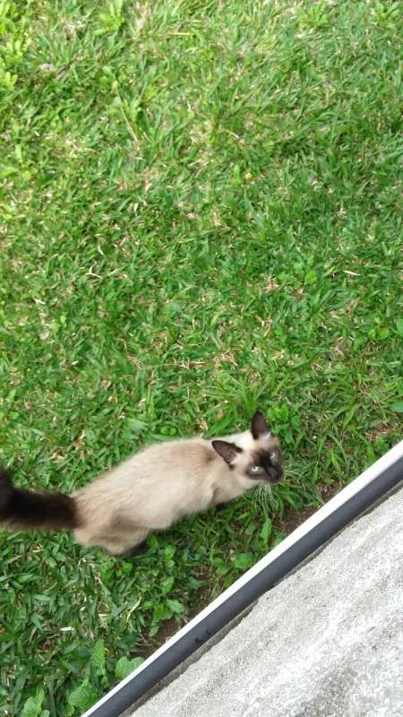 Gato ra a Sem raça idade 2 a 6 meses nome Sem nome