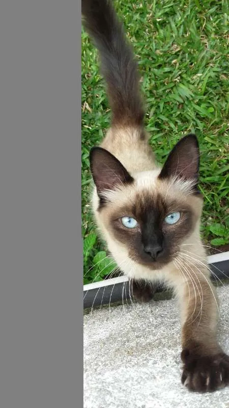 Gato ra a Sem raça idade 2 a 6 meses nome Sem nome