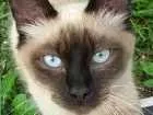 Gato raça Sem raça idade 2 a 6 meses nome Sem nome