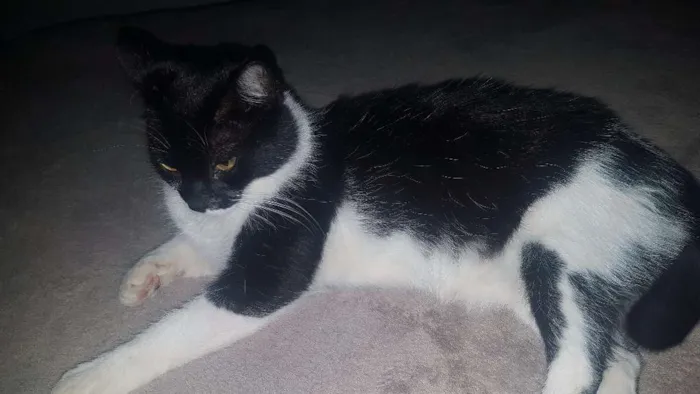 Gato ra a SRD idade 2 anos nome Kate