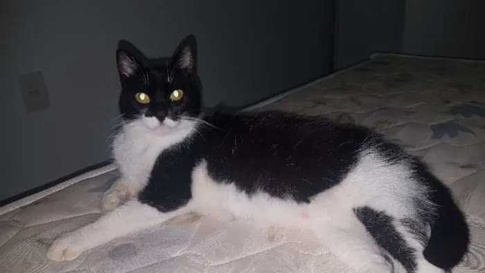 Gato ra a SRD idade 2 anos nome Kate