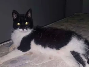 Gato raça SRD idade 2 anos nome Kate
