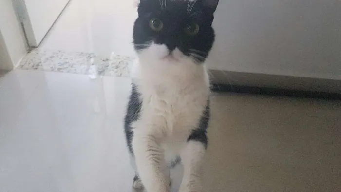Gato ra a SRD idade 2 anos nome Kate