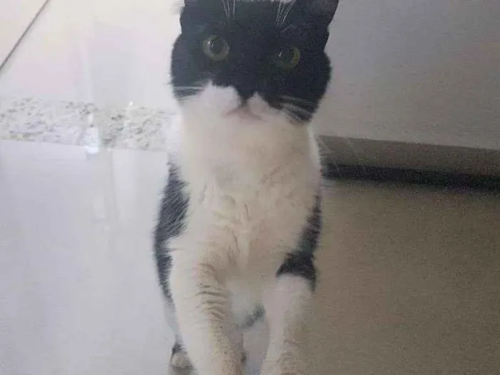 Gato ra a SRD idade 2 anos nome Kate