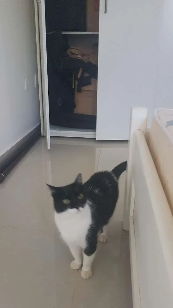 Gato ra a SRD idade 2 anos nome Kate