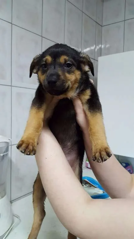 Cachorro ra a SRD idade Abaixo de 2 meses nome Filhote / ZN DE SP