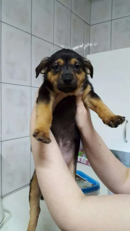 Cachorro ra a SRD idade Abaixo de 2 meses nome Filhote / ZN DE SP