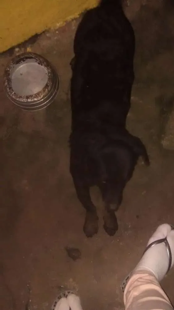 Cachorro ra a Vira lata idade 6 ou mais anos nome Pretinho e corinthiano