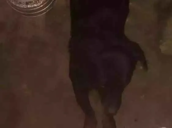 Cachorro ra a Vira lata idade 6 ou mais anos nome Pretinho e corinthiano