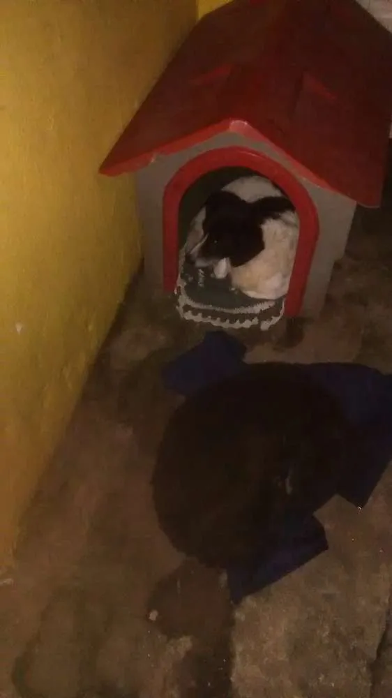 Cachorro ra a Vira lata idade 6 ou mais anos nome Pretinho e corinthiano