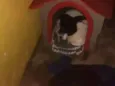 Pretinho e corinthiano