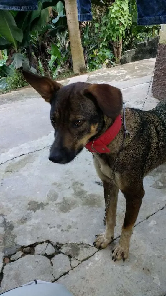 Cachorro raça Mestiça idade 2 anos nome Neguinha 