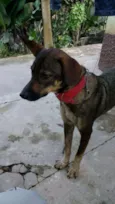 Neguinha 
