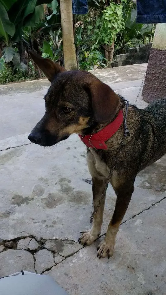 Cachorro raça Mestiça idade 2 anos nome Neguinha 