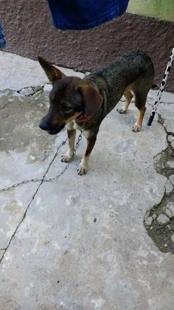 Cachorro raça Mestiça idade 2 anos nome Neguinha 