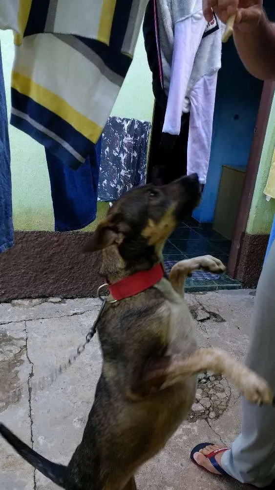 Cachorro raça Mestiça idade 2 anos nome Neguinha 
