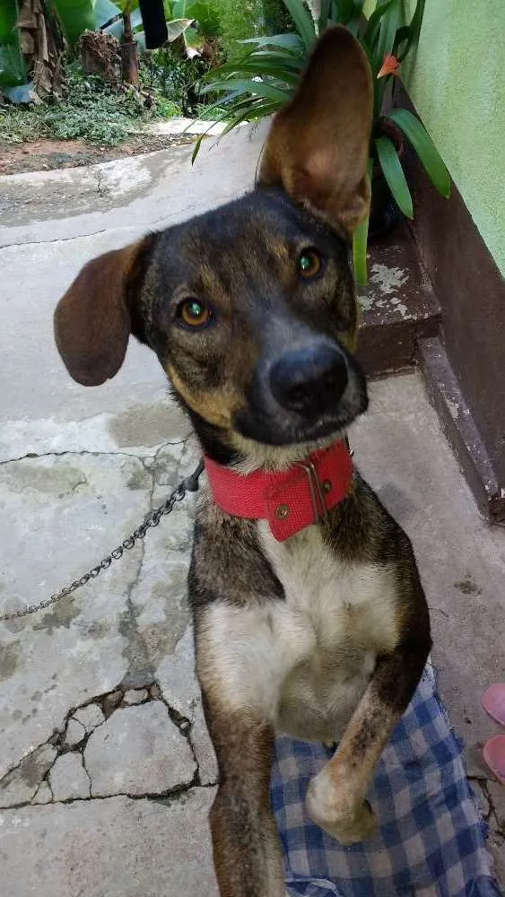 Cachorro raça Mestiça idade 2 anos nome Neguinha 