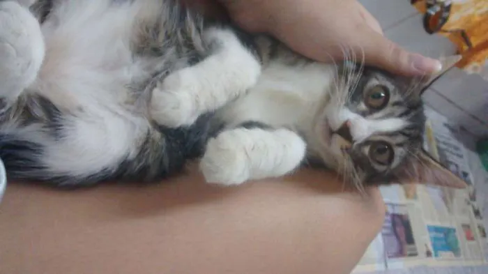 Gato ra a  idade 2 a 6 meses nome FILHOTE