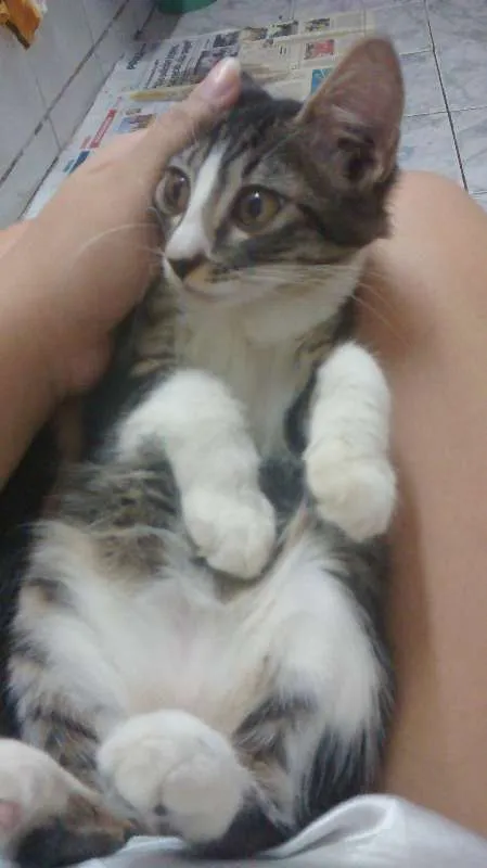 Gato ra a  idade 2 a 6 meses nome FILHOTE