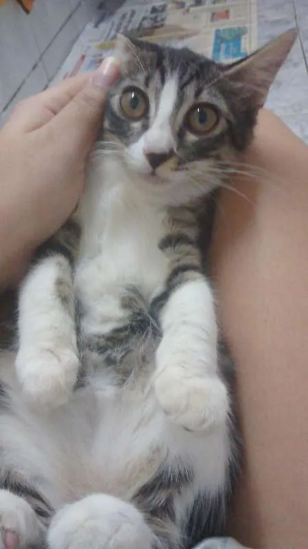 Gato ra a  idade 2 a 6 meses nome FILHOTE